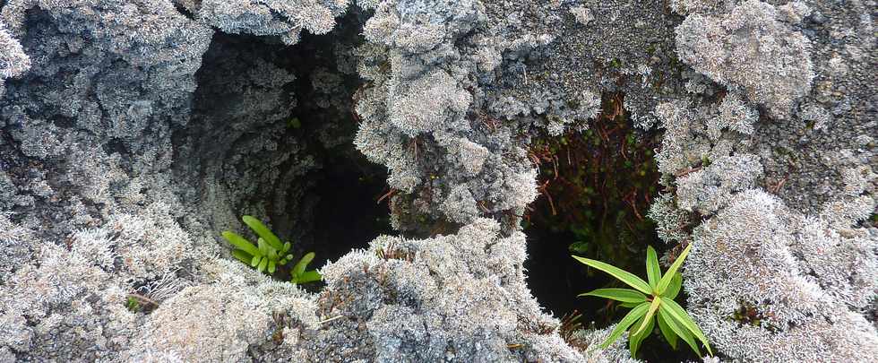 Piton de la Fournaise - Périmorphoses - Stereocaulon vulcani