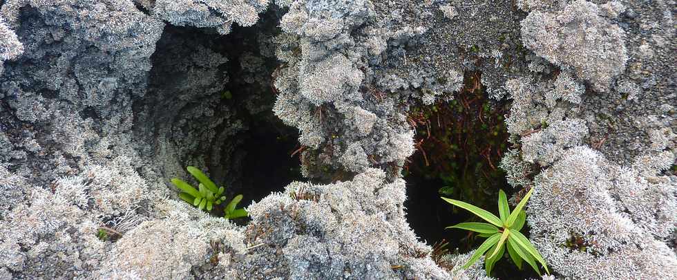 Piton de la Fournaise - Primorphoses - Stereocaulon vulcani