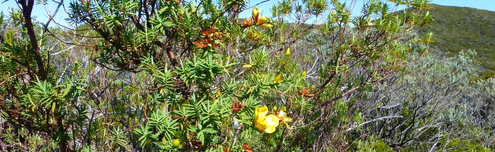 4 octobre 2014 - GR2 - Sentier Textor - Argamasse - Fleurs Jaunes