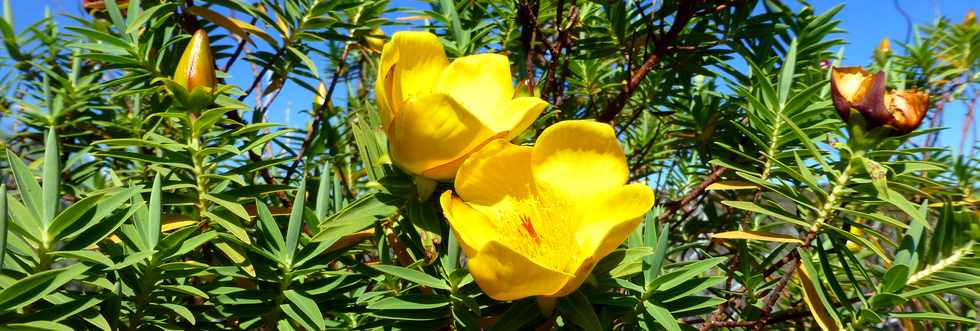 4 octobre 2014 - GR2 - Sentier Textor - Argamasse - Fleurs Jaunes