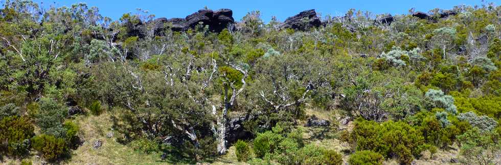 4 octobre 2014 - GR2 - Mare du Piton Argamasse