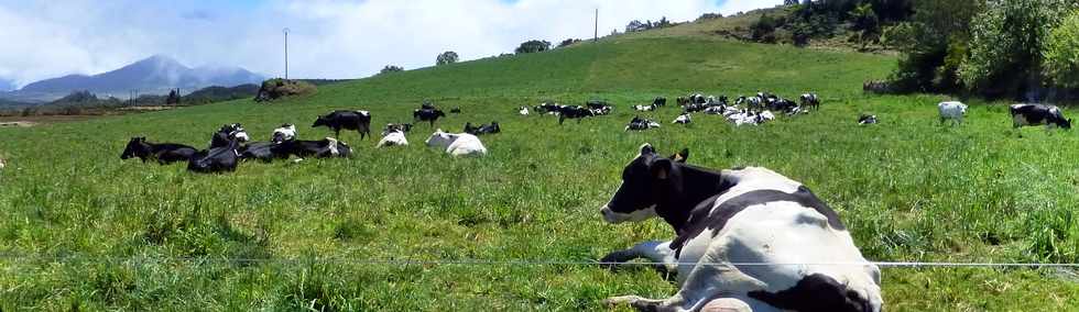 4 octobre 2014 - Bovins de la Plaine des Cafres