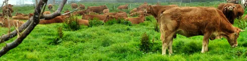 4 octobre 2014 - Bovins de la Plaine des Cafres