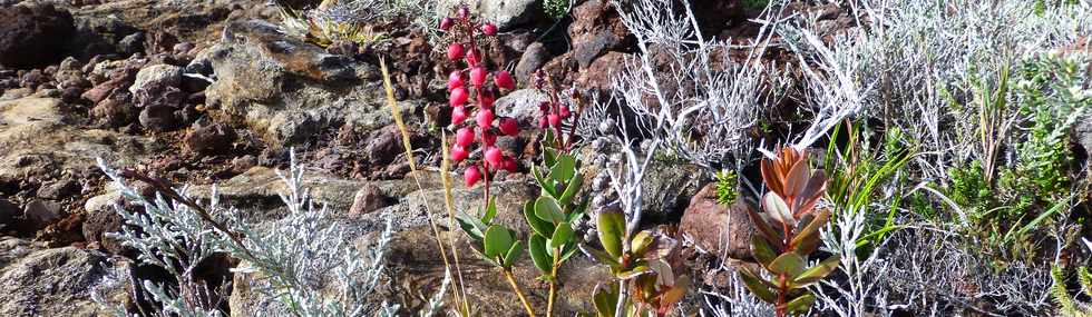 31 octobre 2014 - Volcan - Petit bois de rempart