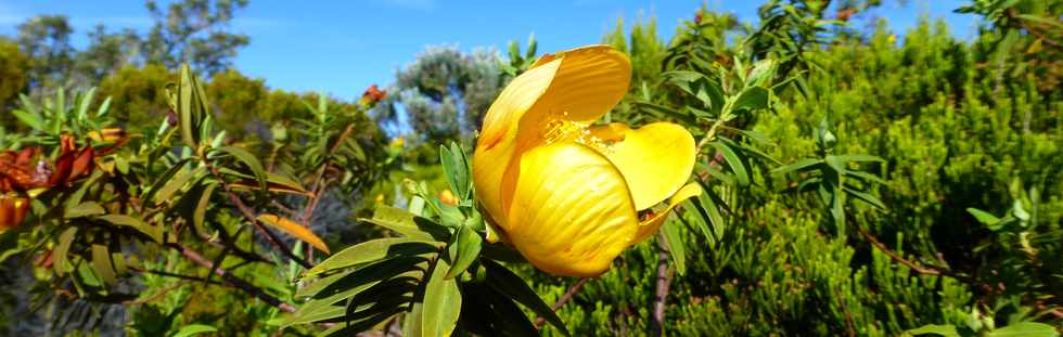 31 octobre 2014 - Volcan - Piton des Basaltes - Bois de Fleurs jaunes