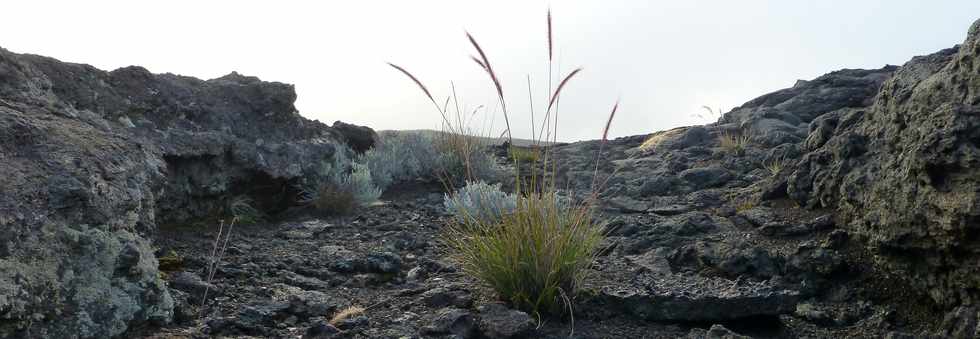 11 fvrier 2015 - Massif du Piton de la Fournaise - Entre Piton Rouge et parking Foc-Foc -