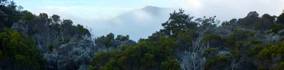 19 mai 2015 - Piton de la Fournaise -Sentier du Piton de Bert - Vue sur le Piton