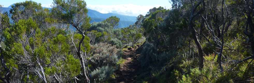 23 mai 2015 - Massif du Piton de la Fournaise - Sentier vers le PIton Argamasse