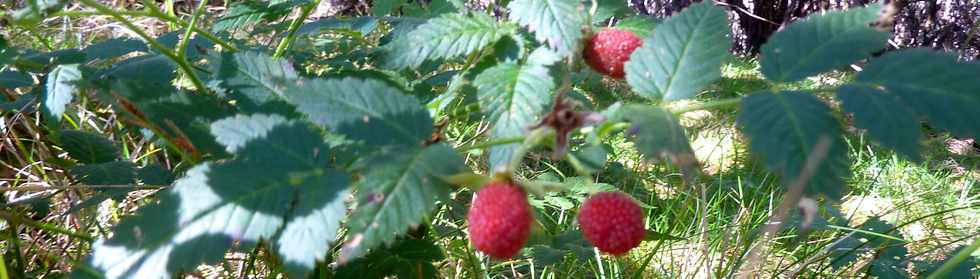 23 mai 2015 - Massif du Piton de la Fournaise - Sentier vers le PIton Argamasse - Framboises