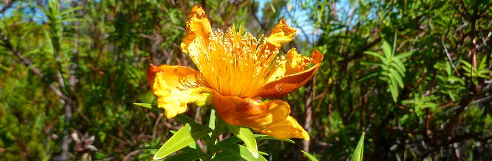 23 mai 2015 - Massif du Piton de la Fournaise -Piton Textor - Fleurs jaunes