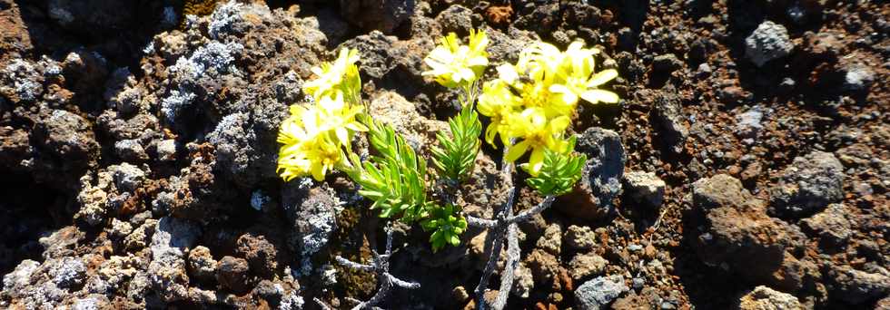 30 octobre 2015 - Massif de la Fournaise - Sentier du Piton de Bert -