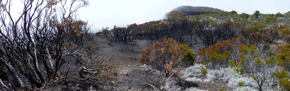 30 octobre 2015 - Massif de la Fournaise - Sentier du Piton de Bert -  Rempart incendié par les coulées