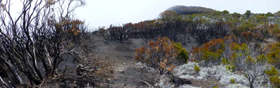 30 octobre 2015 - Massif de la Fournaise - Sentier du Piton de Bert -  Zone incendie