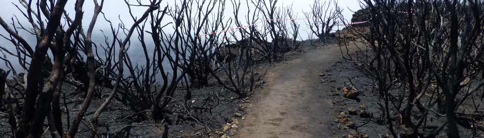 30 octobre 2015 - Massif de la Fournaise - Sentier du Piton de Bert -  Zone incendiée