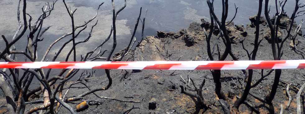 30 octobre 2015 - Massif de la Fournaise - Sentier du Piton de Bert -  Zone incendie