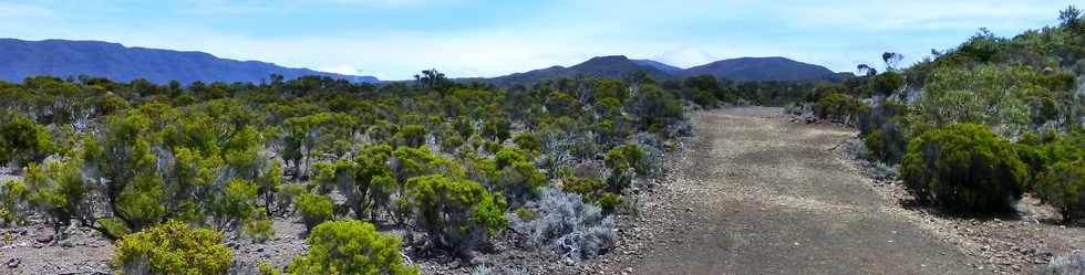 30 octobre 2015 - Massif de la Fournaise - Sentier du Piton de Bert -