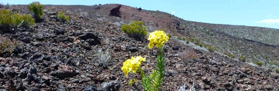 30 octobre 2015 - Massif de la Fournaise - Sentier du Piton de Bert - Monte au Piton Rouge -