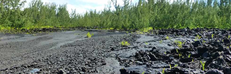 3 mars 2016 - St-Philippe  Pointe de la Table - Coule mars 1986 - Bras sud