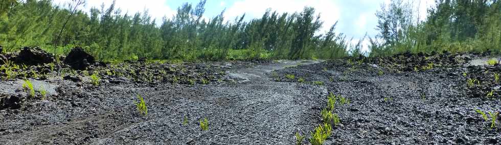 3 mars 2016 - St-Philippe  Pointe de la Table - Coule mars 1986 - Bras nord