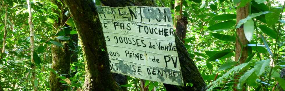 3 mars 2016 - St-Philippe  Pointe de la Table - Coulée mars 1986 - Fissure dans la forêt - Vanille