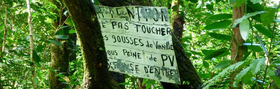 3 mars 2016 - St-Philippe  Pointe de la Table - Coule mars 1986 - Fissure dans la fort - Vanille