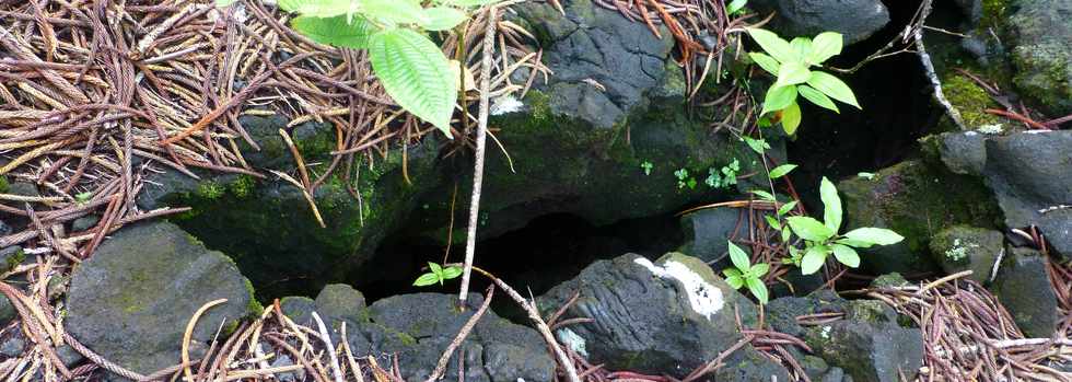 3 mars 2016 - St-Philippe  Pointe de la Table - Coule mars 1986 - Fissure dans la fort -