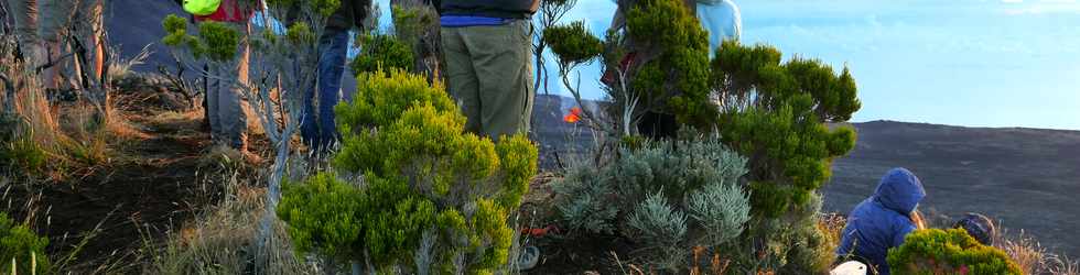 2 fvrier 2017 - Piton de la Fournaise - Eruption du 31 janvier 2017 -  Sentier du Piton de Bert