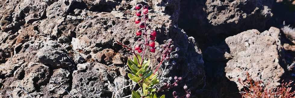 27 juillet 2018 - Ile de la Runion - Massif de la Fournaise - Monte au Piton Chisny -  Petit bois de rempart