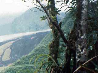 Sentier de la Cage aux lions (1998)