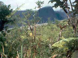 Sentier de la Cage aux lions (1998)