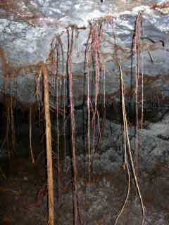 Racines dans un tunnel de lave