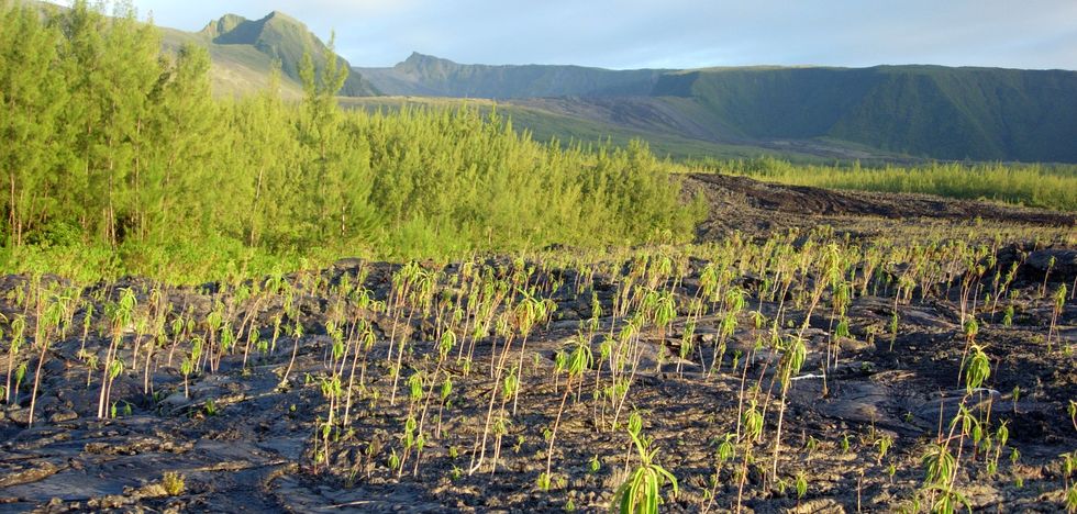 Coul�e 2004 Piton de la Fournaise