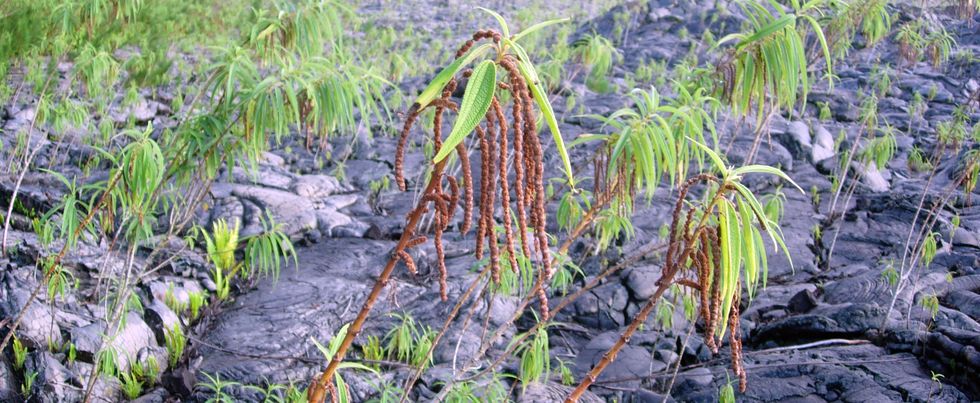 Coul�e 2004- Bois de chapelet