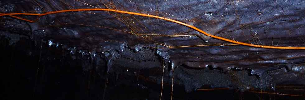Tunnel de lave - Piton de la Fournaise - Racines