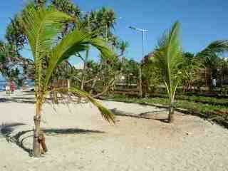 Plage de St-Pierre - Palmiers