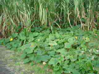 Lianes de citrouille