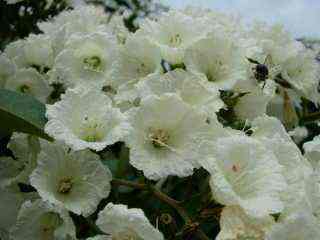 Fleurs de teck d'Arabie