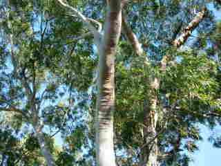 Vieux eucalyptus