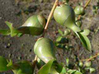 Bulbilles de choca