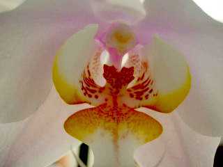 Phalaenopsis