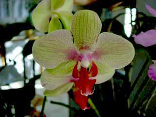 Phalaenopsis encore