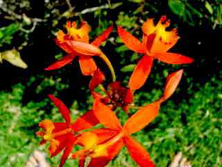 Epidendrums