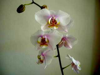 Phalaenopsis