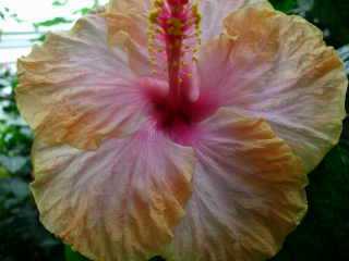 Hibiscus