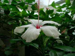 Hibiscus blanc