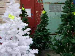 Sapins neigeux ...