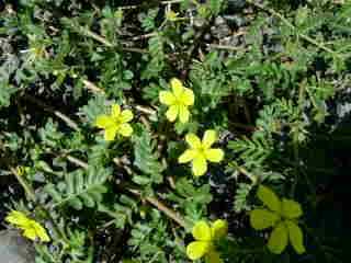 Pagodes - Tribulus Cistoides