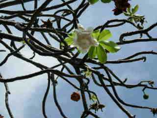 Baobab, fleurs et fruits