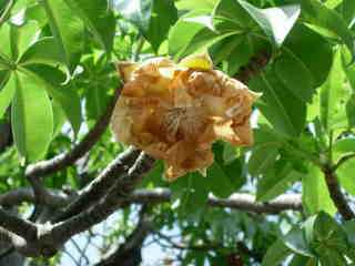 Fleur de baobab