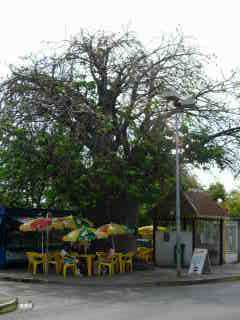 Baobab